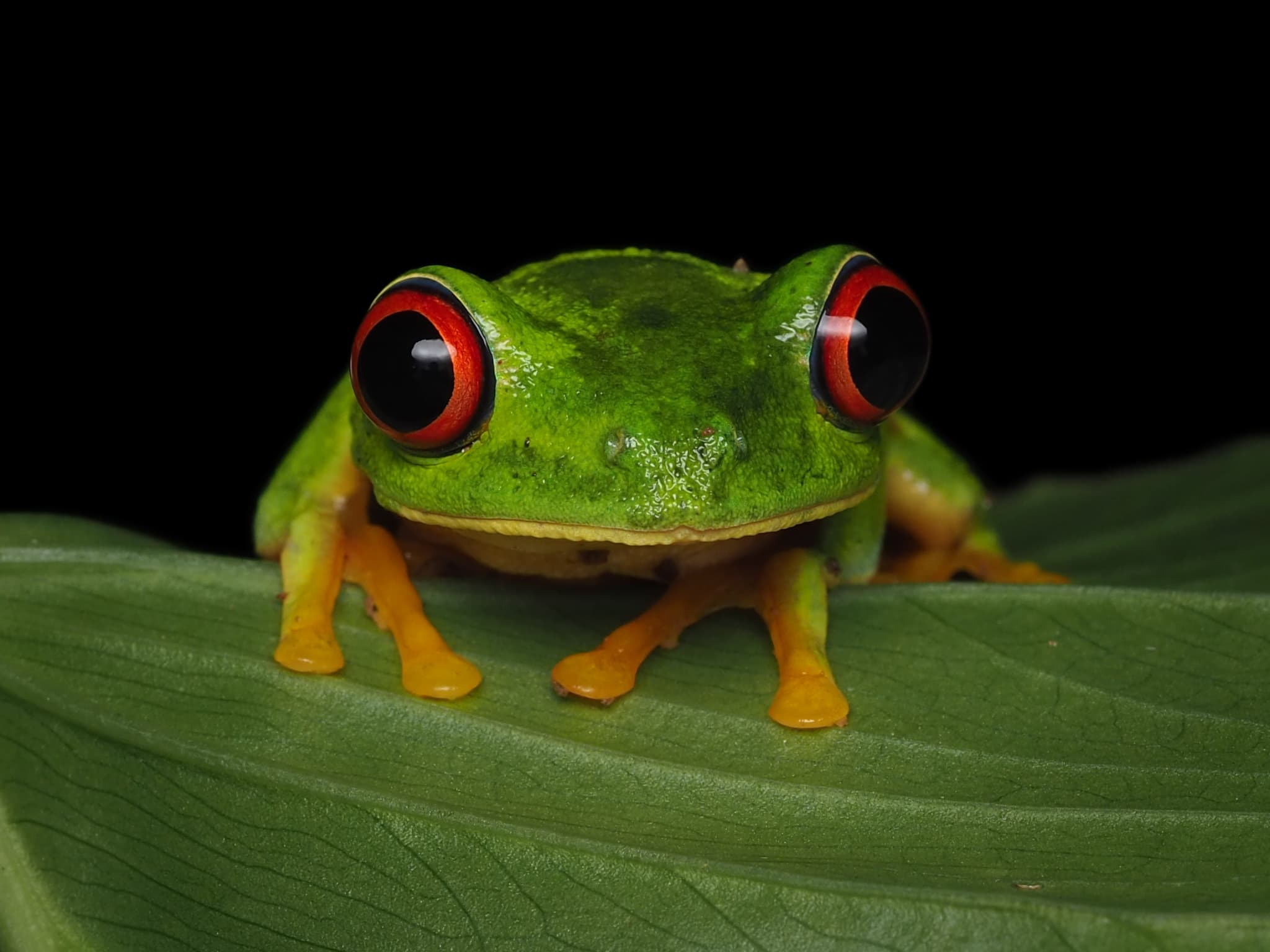Photograph of a red-eyed tree frog on a leaf, used as an illustration of phenotypic plasticity